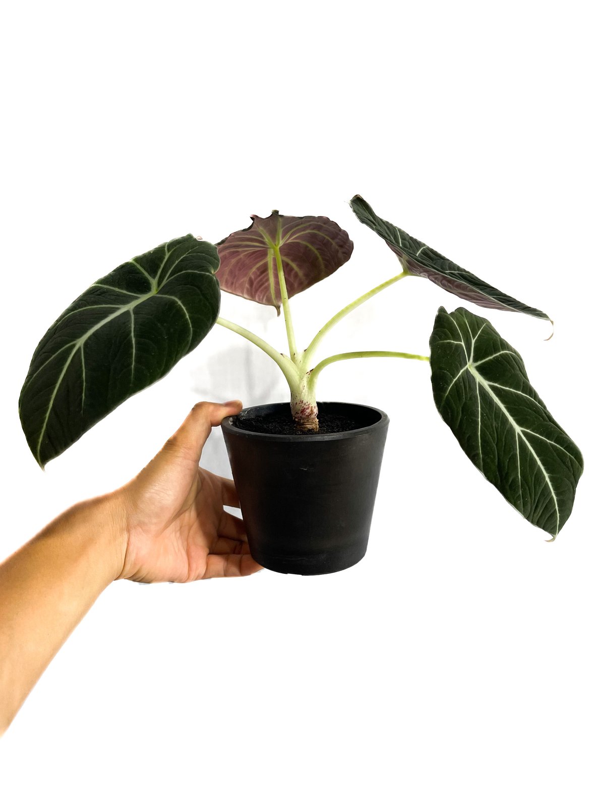 アロカシア ブラックベルベット「Alocasia Black Velvet」 9/2