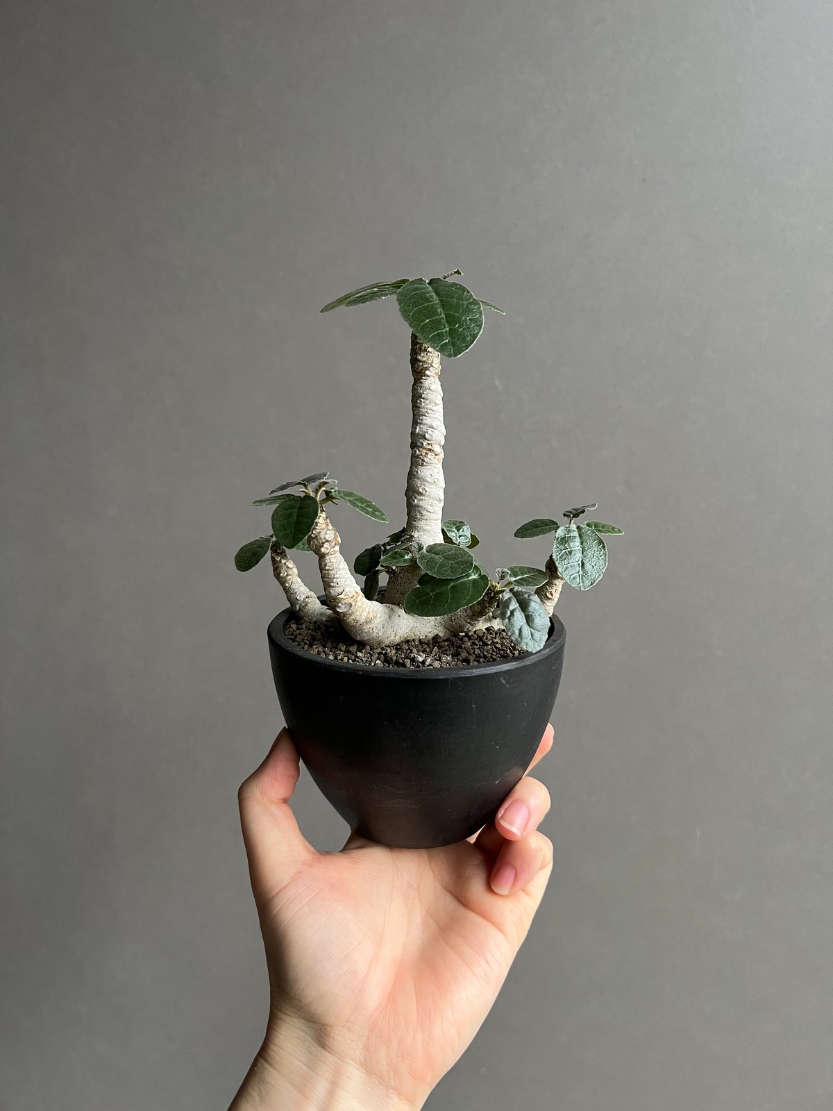 ドルステニア フォエチダ “多頭タイプ”「 Dorstenia foetida