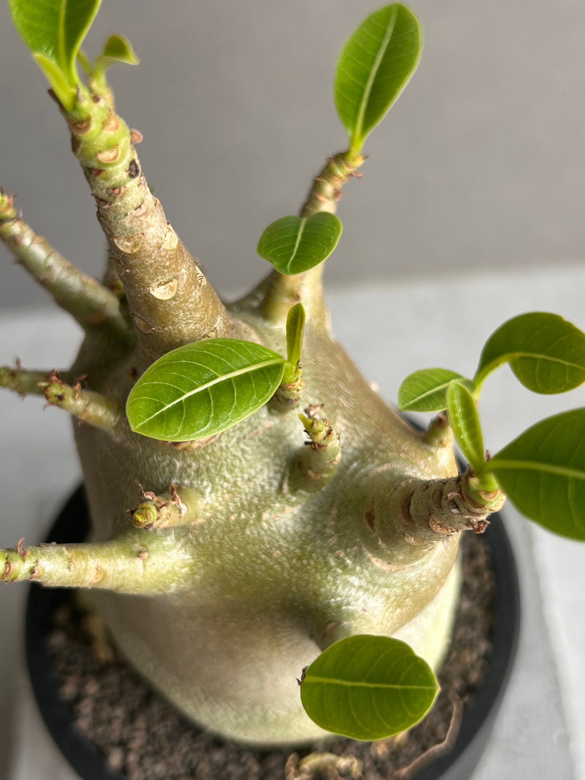 アデニウム アラビカム スーパー ドワーフ “ブラック” 「Adenium