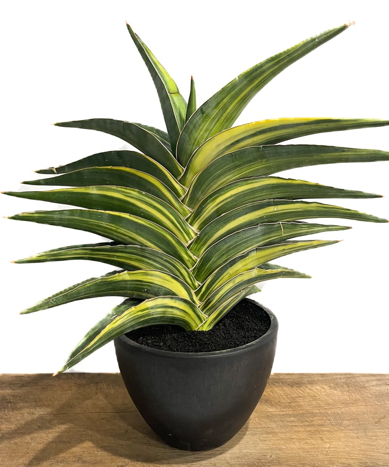 サンセベリア エーレンベルギー 斑入「Sansevieria ehrenbergii Var.