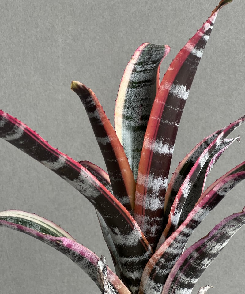 エクメア オットー 「Aechmea Otto」90B | SHOUCHIKUEN