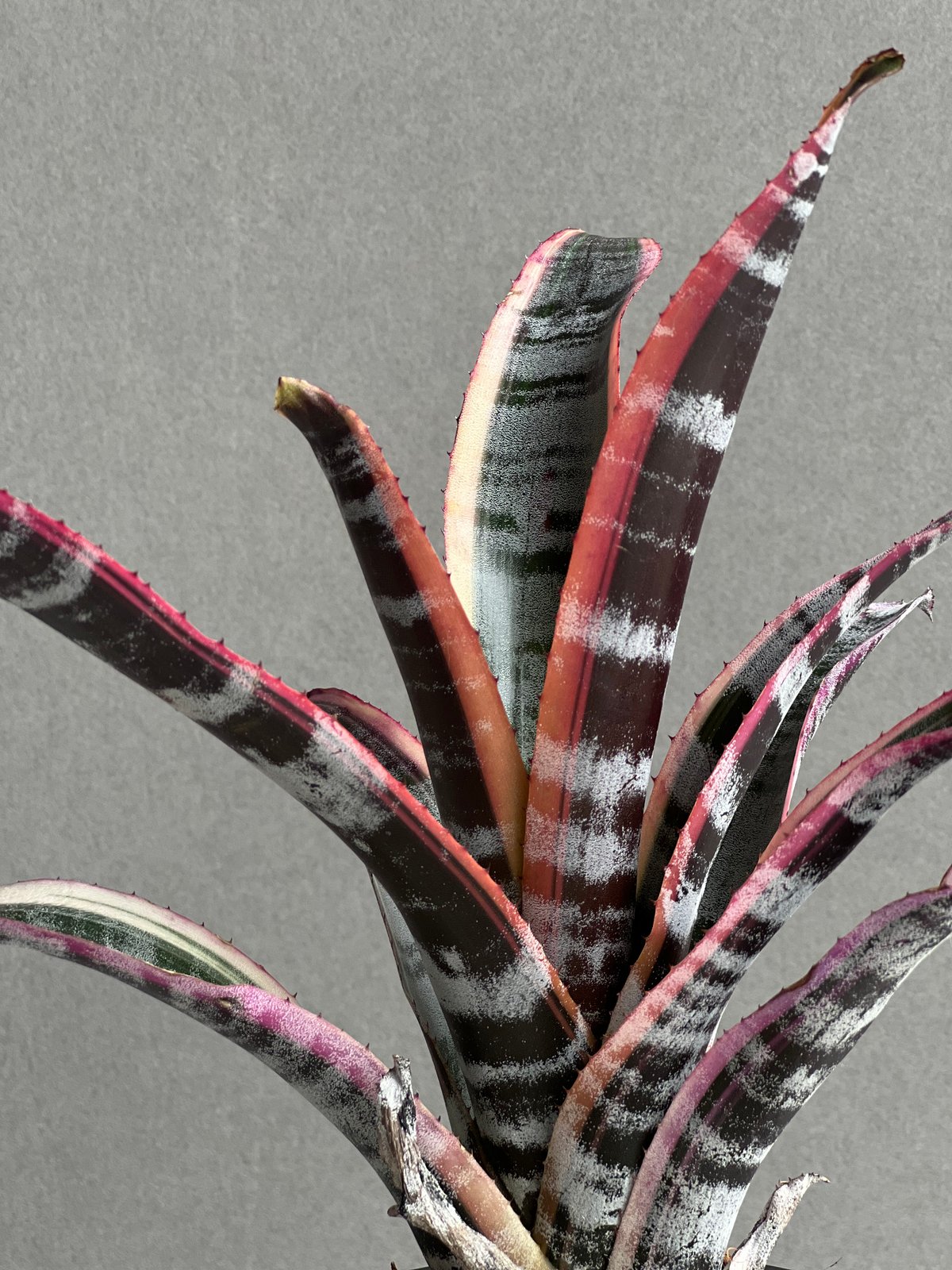 エクメア オットー 「Aechmea Otto」90B | SHOUCHIKUEN