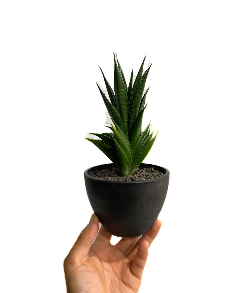 サンセベリア 龍神「Sansevieria Ryujin (by Unyamanee Gard サンセベリア 龍神「Sansevieria Ryujin (by Unyamanee Gard