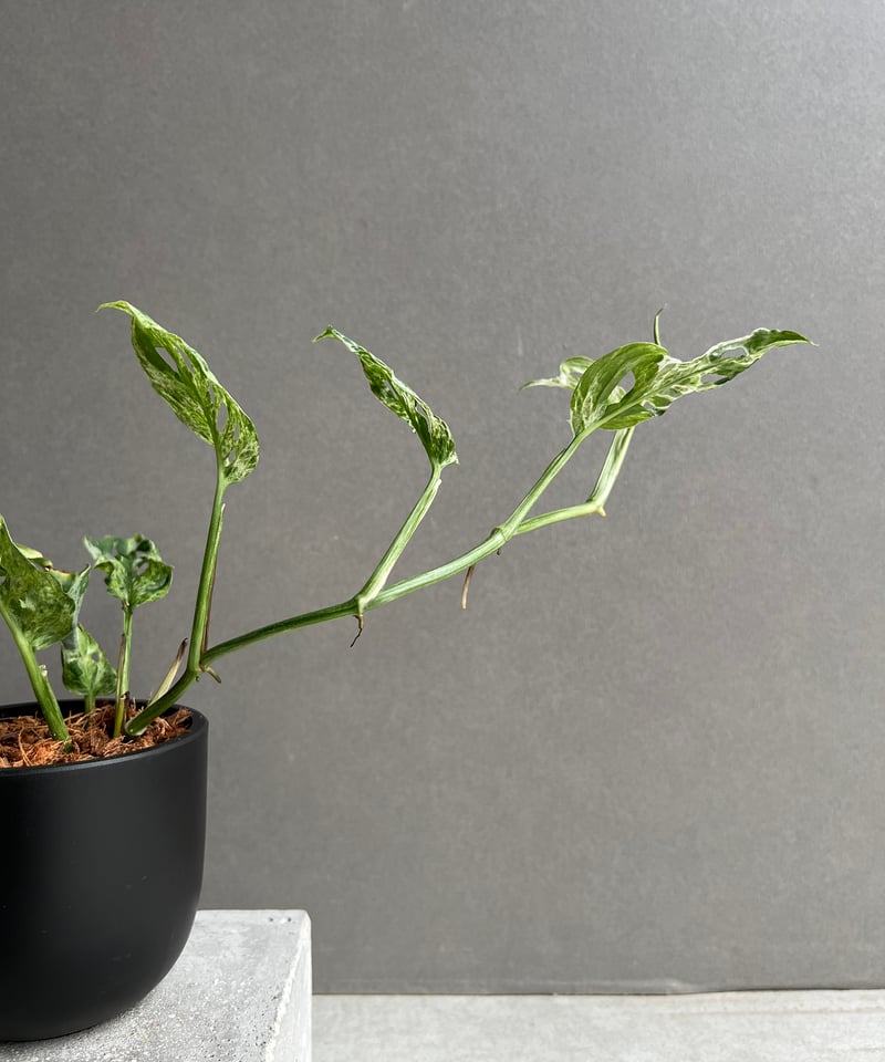 モンステラ ラニアタ ミント 斑入 「Monstera laniata mint varieg