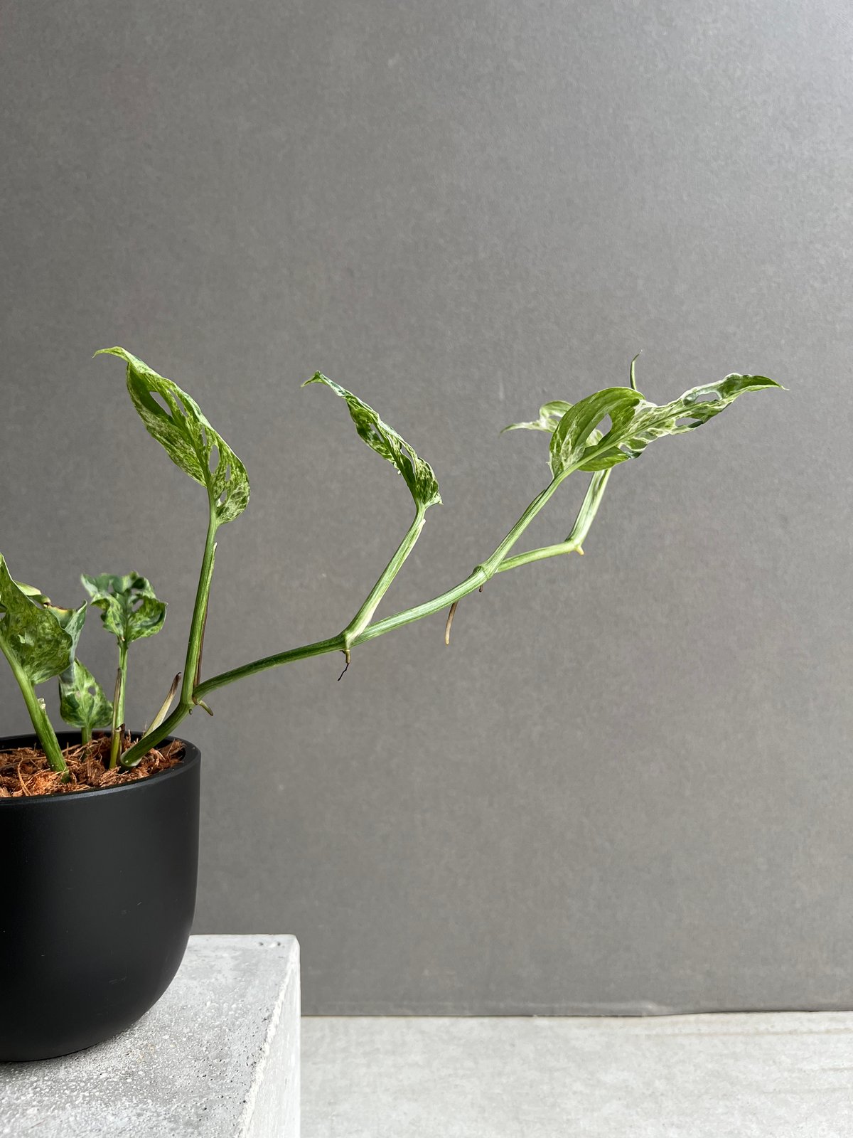 モンステラ ラニアタ ミント 斑入 「Monstera laniata mint varieg