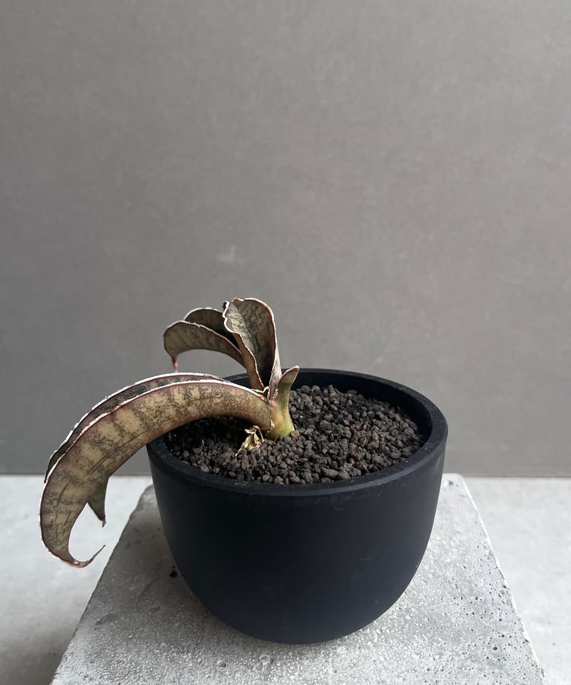 サンスベリア ブラックパール 斑入 S. Black Pearl Var サンスベリア