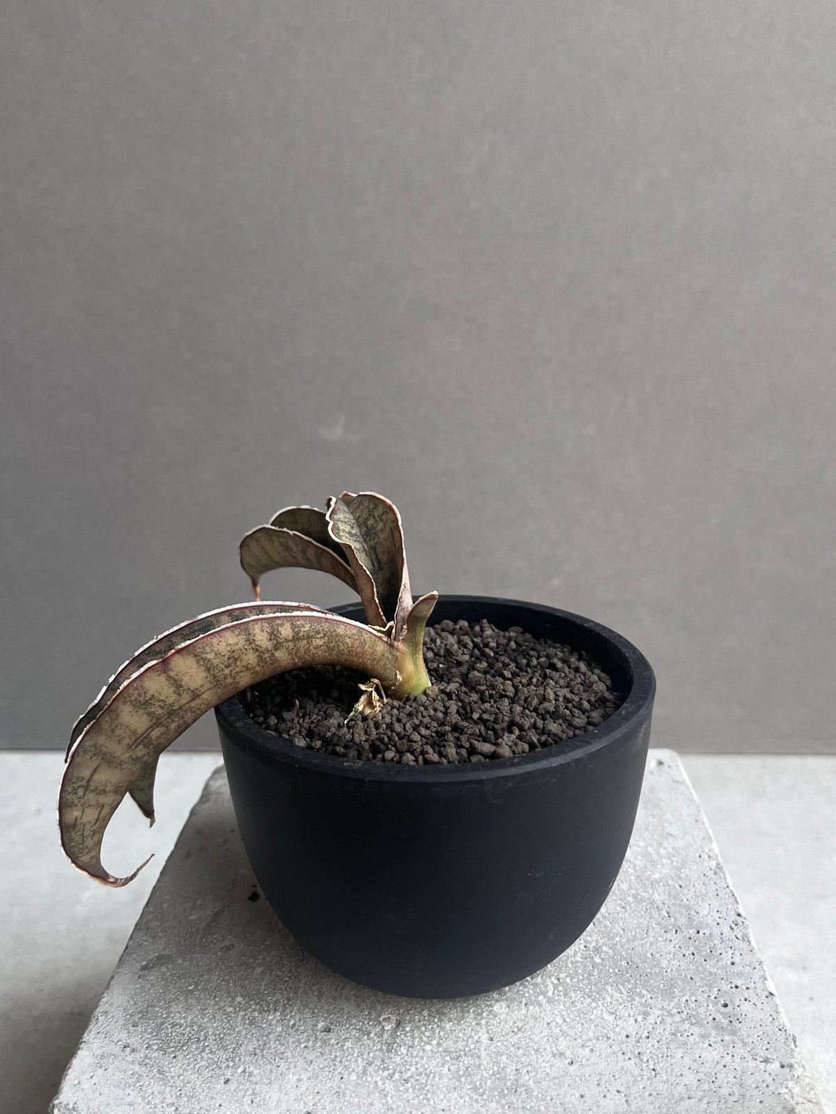 サンセベリア ピンクパンサー 「Sansevieria Pink Punter」35F | S