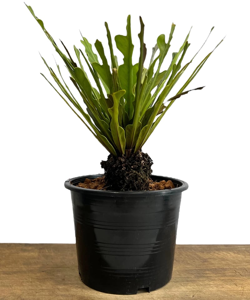 アスプレニウム sp. ドワーフ 「Asplenium sp. Dwarf」95I | SHO