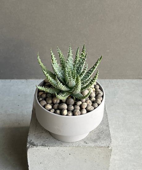 CATEGORY アロエ | SHOUCHIKUEN