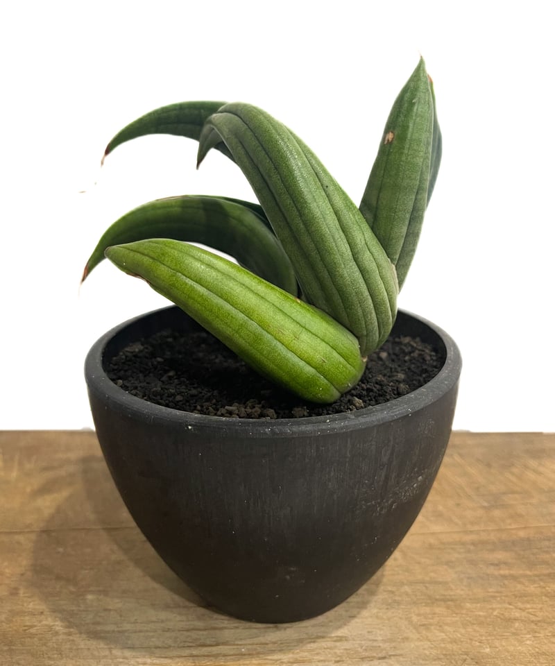 サンセベリア アンヤマニー ハイブリッド “トルネード”「Sansevieria