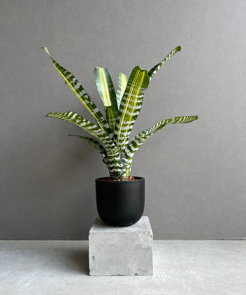 百武チャン 1984 Kawasaki ZX1100 Carburetor Clamps