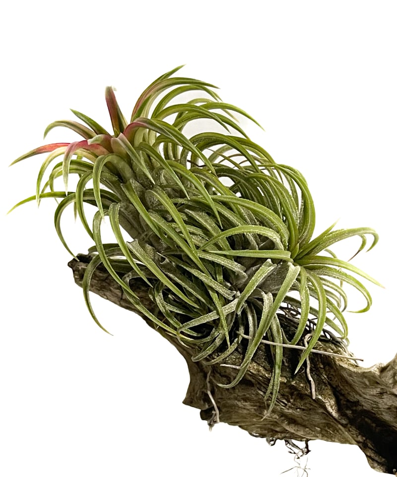 ティランジア イオナンタ 斑入「Tillandsia ionantha Variegated」