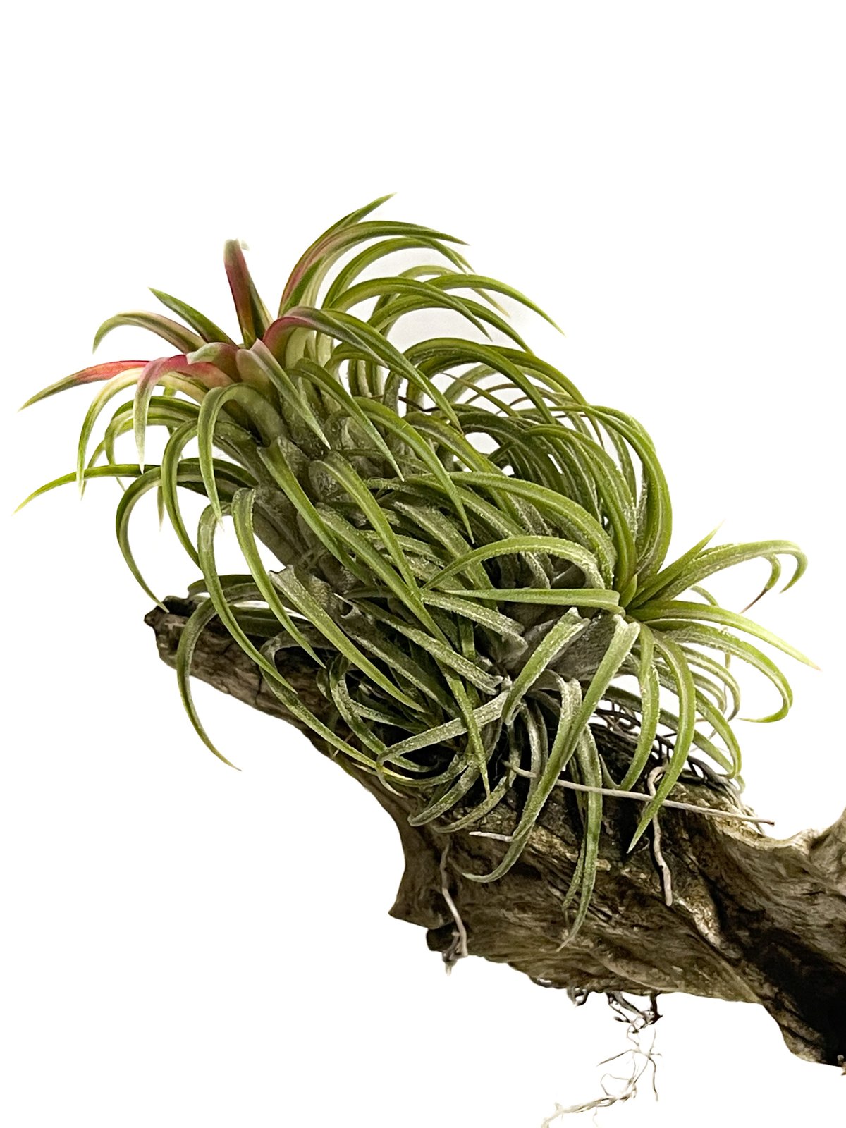 ティランジア イオナンタ 斑入「Tillandsia ionantha Variegated」