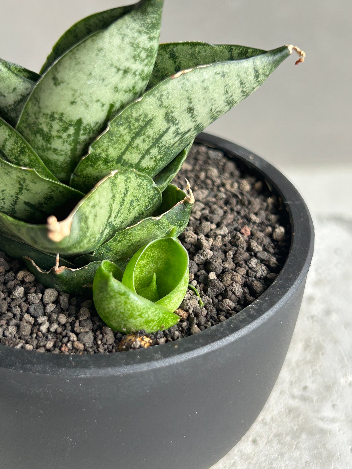 サンセベリア インフィニティ「Sansevieria Infinity 」57I | SHOU