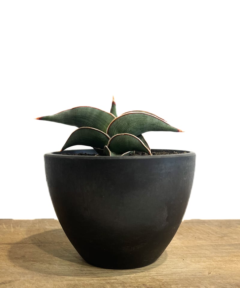 サンセベリア ロリダ 「Sansevieria rorida」5H-1 | SHOUCHIKUEN
