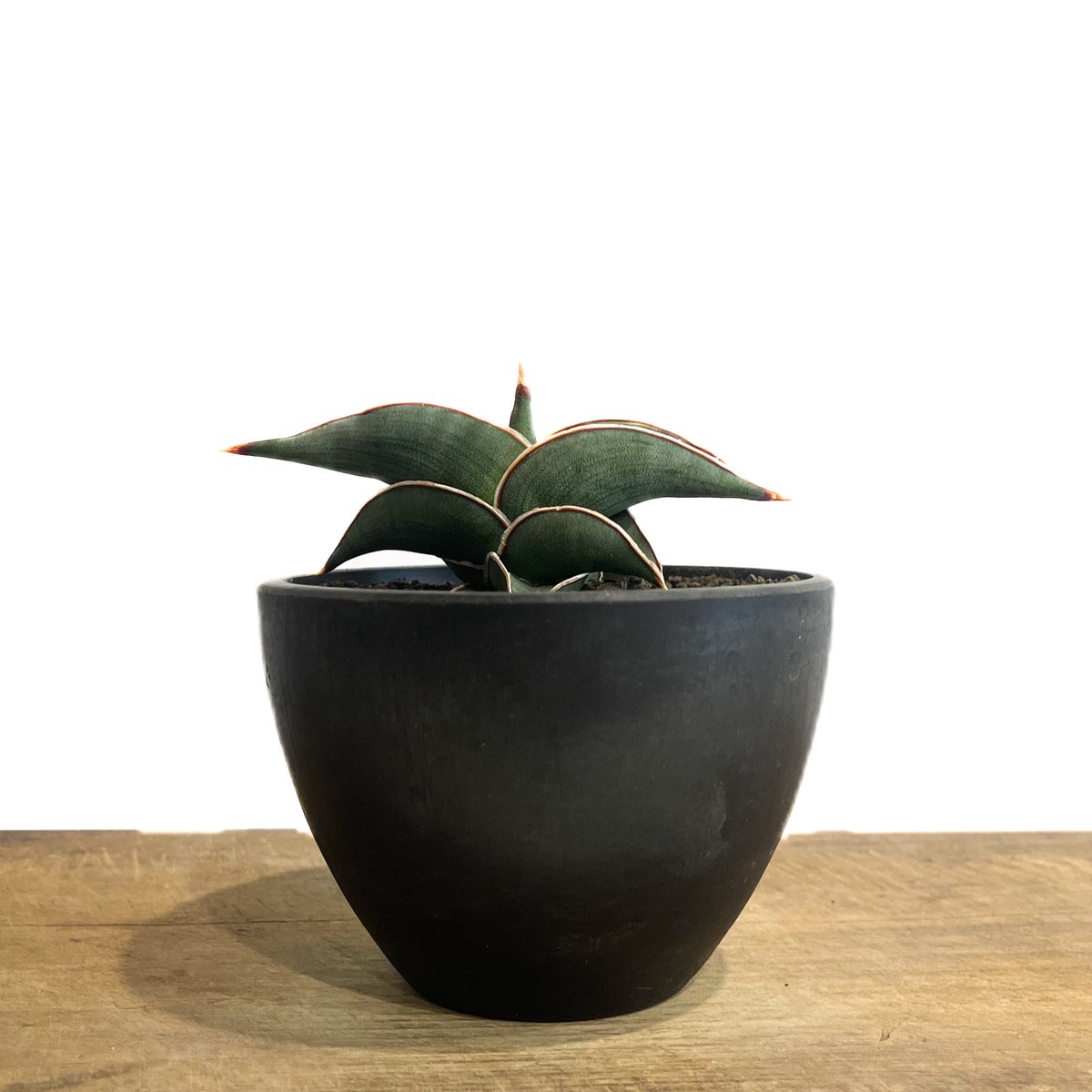 サンセベリア ロリダ 「Sansevieria rorida」5H-1 | SHOUCHIKUEN