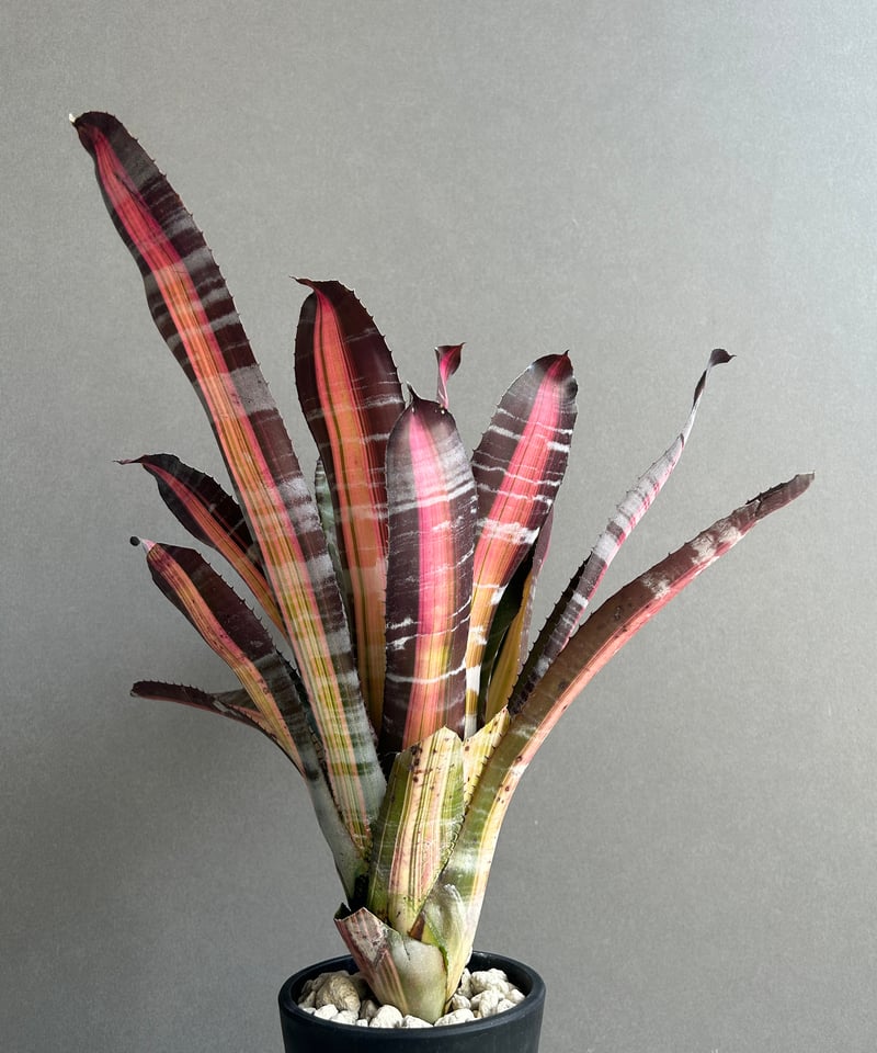 エクメア　ロベルトメネスカル エクメア ロベルトメネスカル | GREEN LUCK