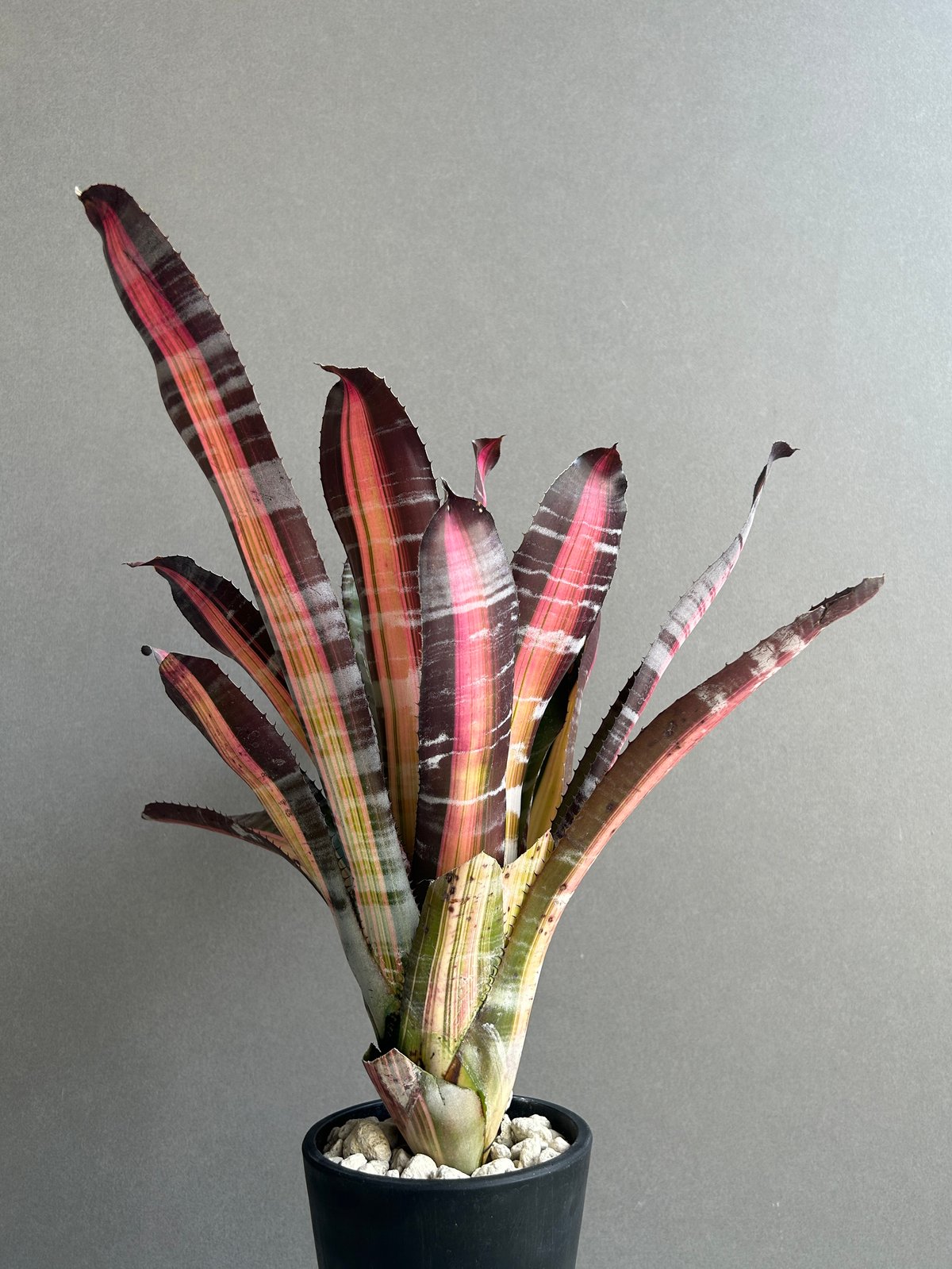 エクメア ロベルト メネスカル「Aechmea 'Roberto Menescal'」95I