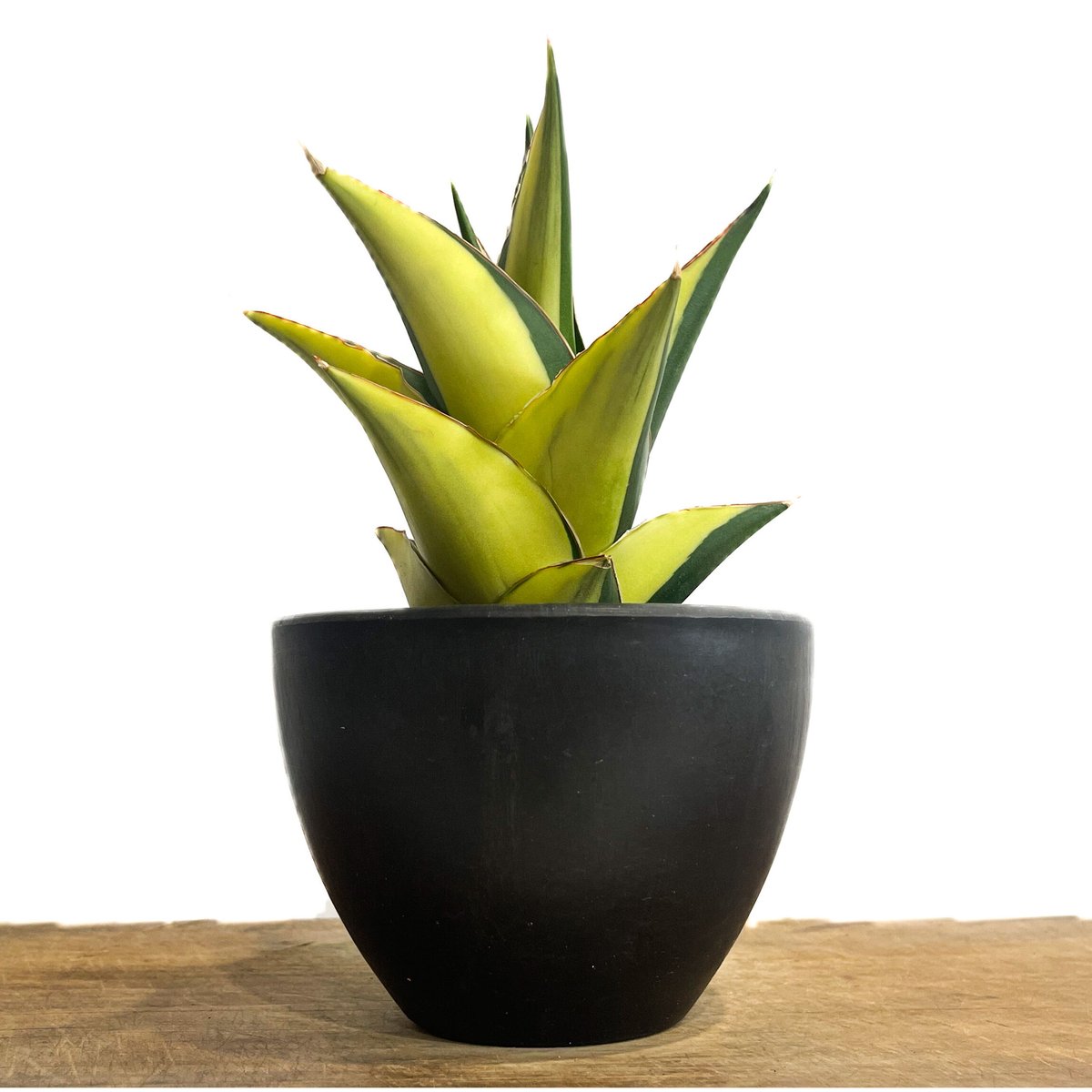 サンセベリア タワー 斑入り ハーフムーン「Sansevieria Tower Varieg