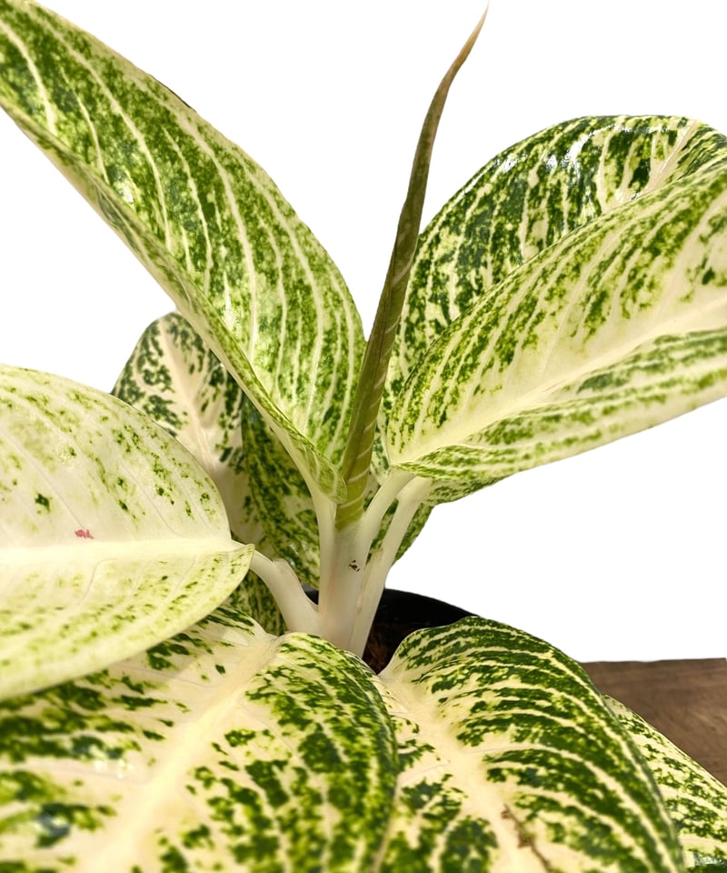 アグラオネマ ホワイト レガシー 「Aglaonema White Legacy」9P | S