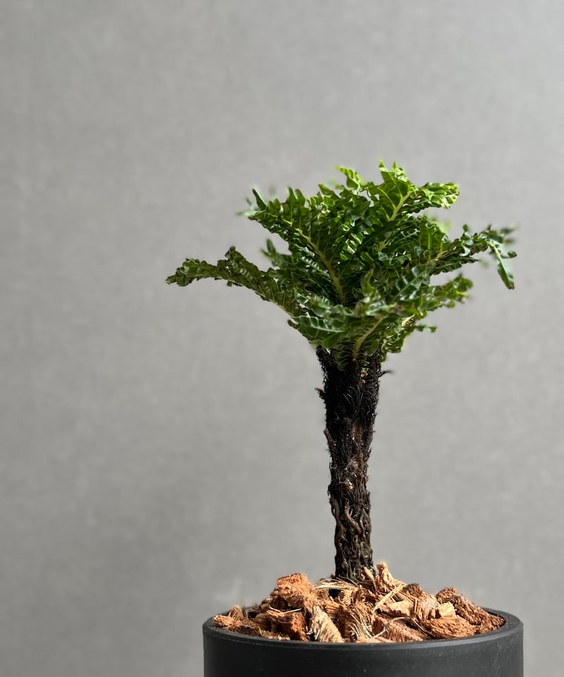 ブレクナム ギッバム ドワーフ ブレクナム ギッバム ドワーフ 「Blechnum gibbum Dwarf 」75D | S