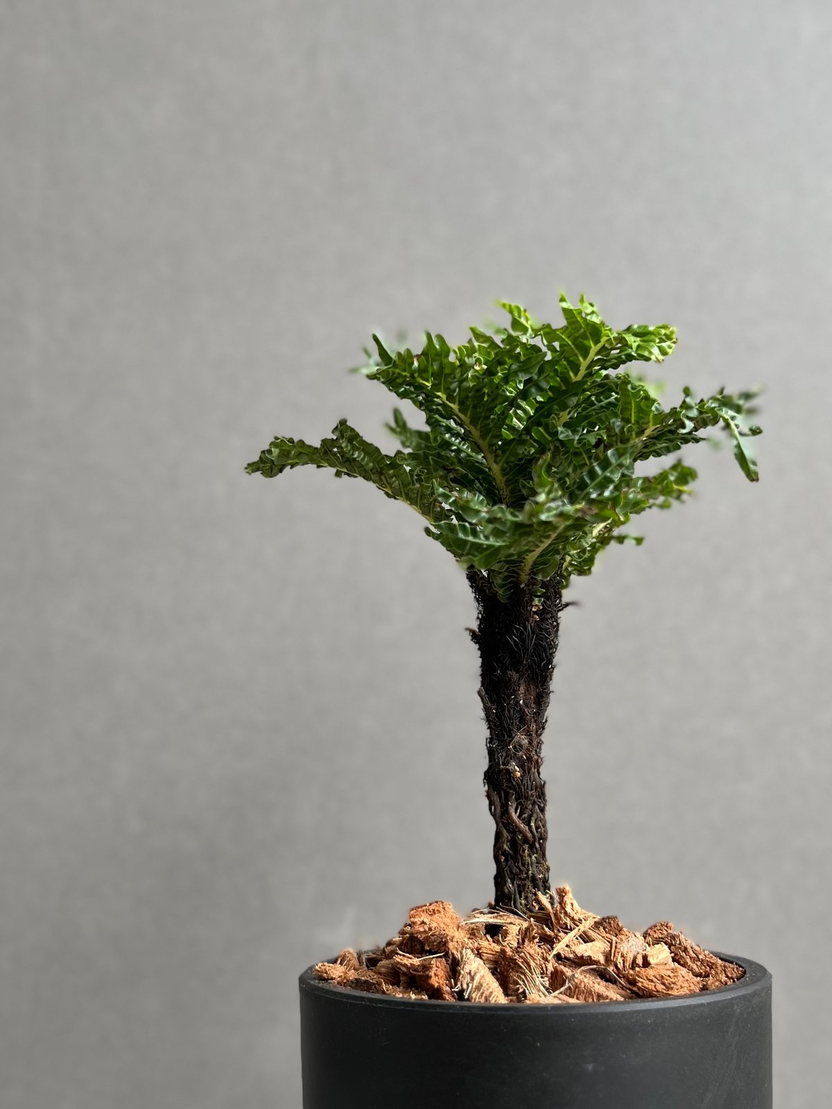 ブレクナム ギッバム ドワーフ 「Blechnum gibbum Dwarf 」75D | S