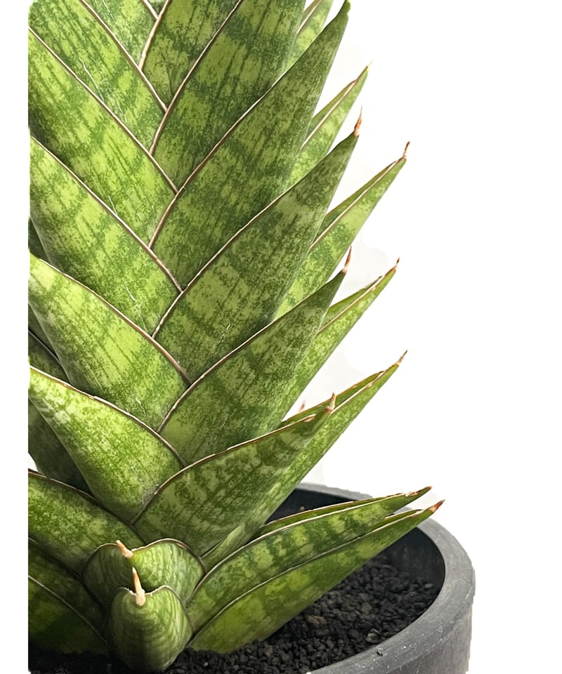 サンセベリア アンヤマニー ハイブリッド「Sansevieria サンセベリア アンヤマニー ハイブリッド「Sansevieria