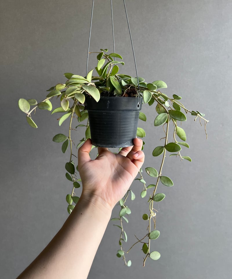 ホヤ ヌンムラリオイデス シルバー 「Hoya nummularioides Silver」7