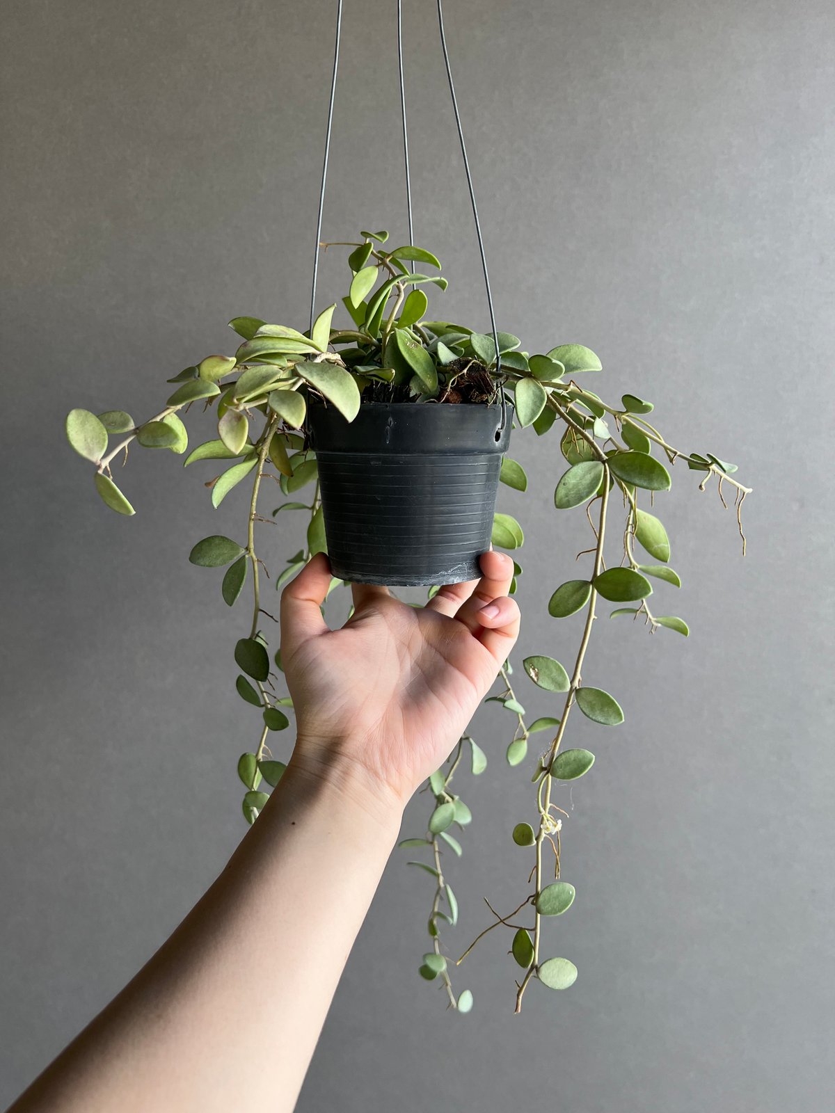 ホヤ ヌンムラリオイデス シルバー 「Hoya nummularioides