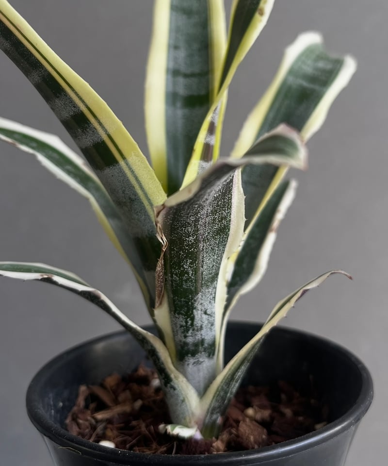 エクメア　オットー エクメア オットー 「Aechmea Otto」77Z | SHOUCHIKUEN