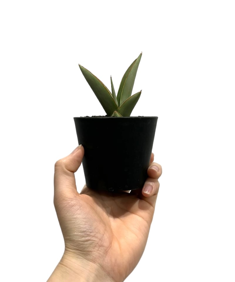 サンセベリア チャオプラヤ 「Sansevieria Chao Phraya」5I | SHO