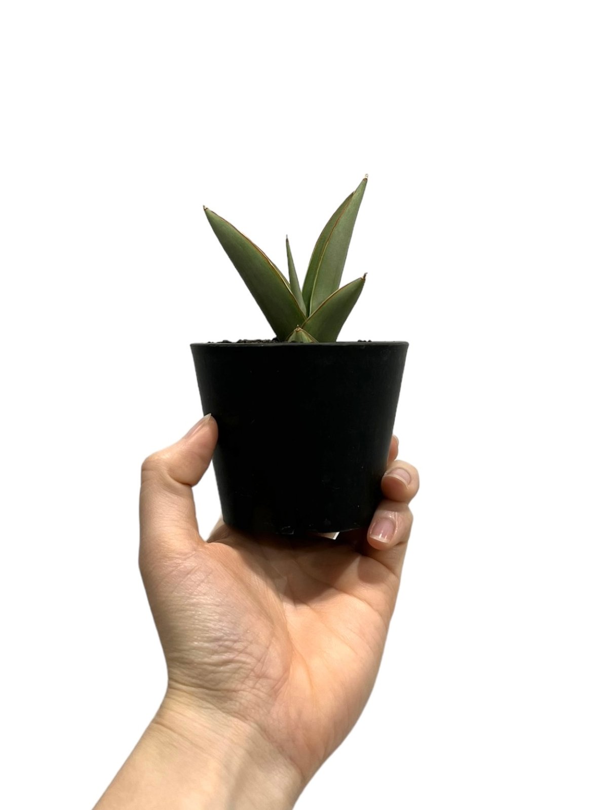 サンセベリア チャオプラヤ「Sansevieria Chao Phraya (by Unyam