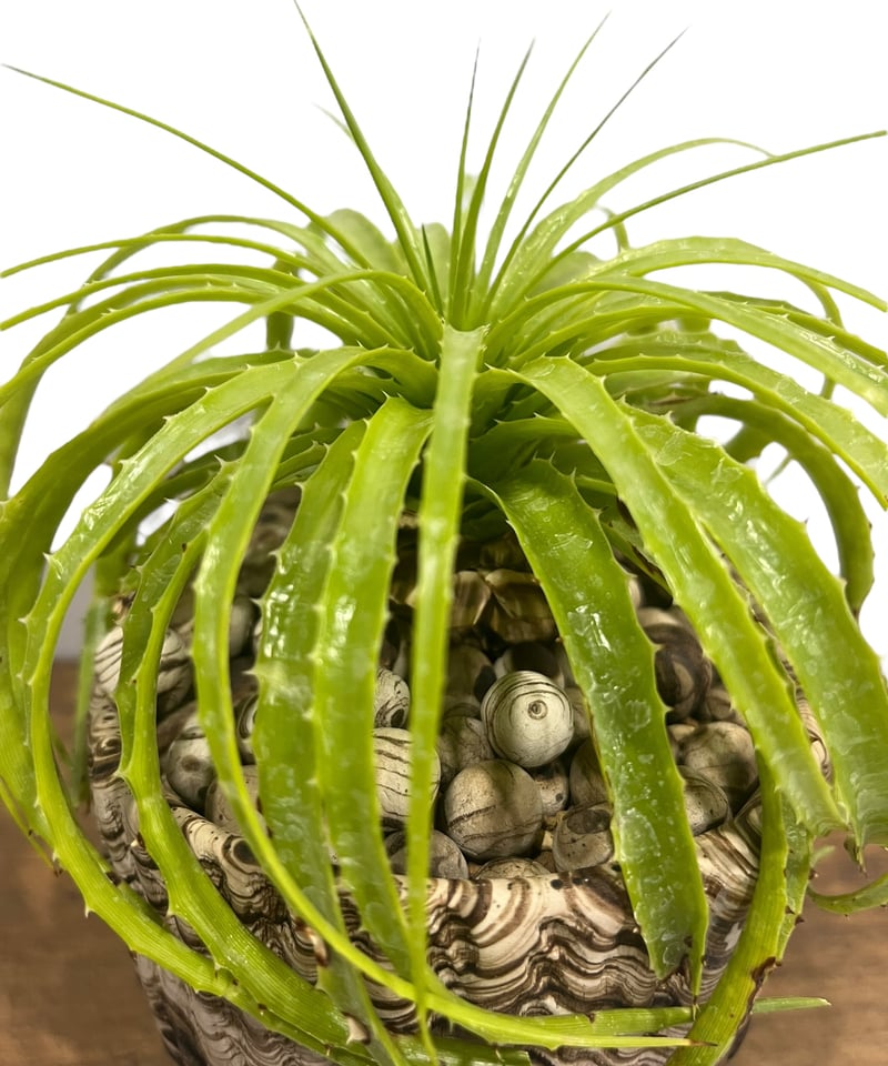 エンコリリウム ホリダム+ pmp 「Encholirium horridum 」10S |