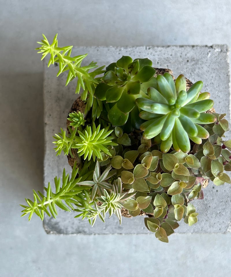 植物セット ニトリ ダイニングテーブル4点セット