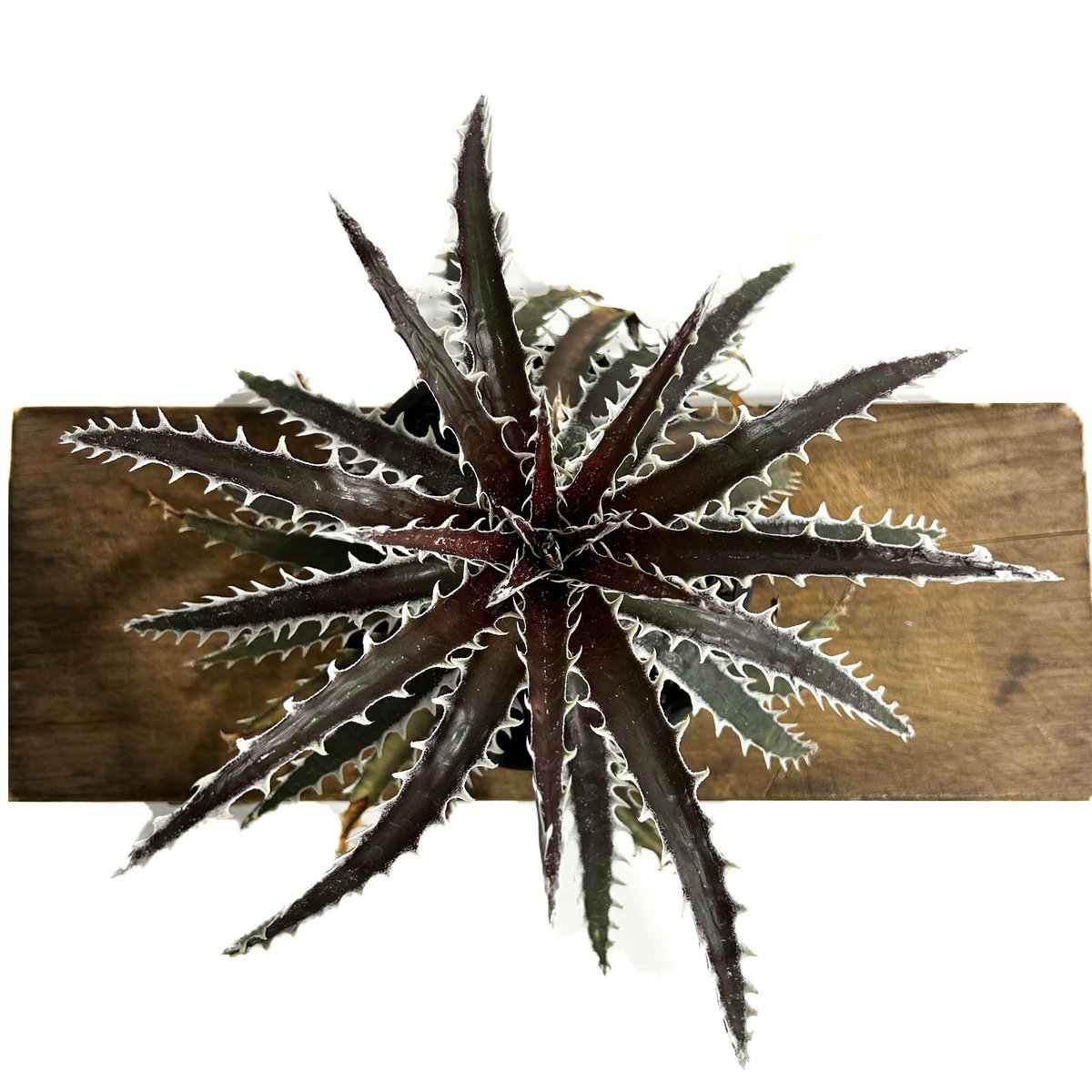 ディッキア ズゴック「Dyckia Z'gok」362＠-4 | SHOUCHIKUEN