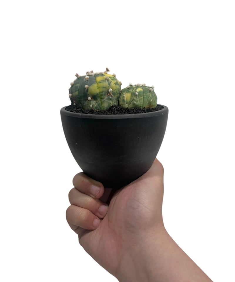 アストロフィツム 兜丸錦 「Astrophytum asterias Variegated