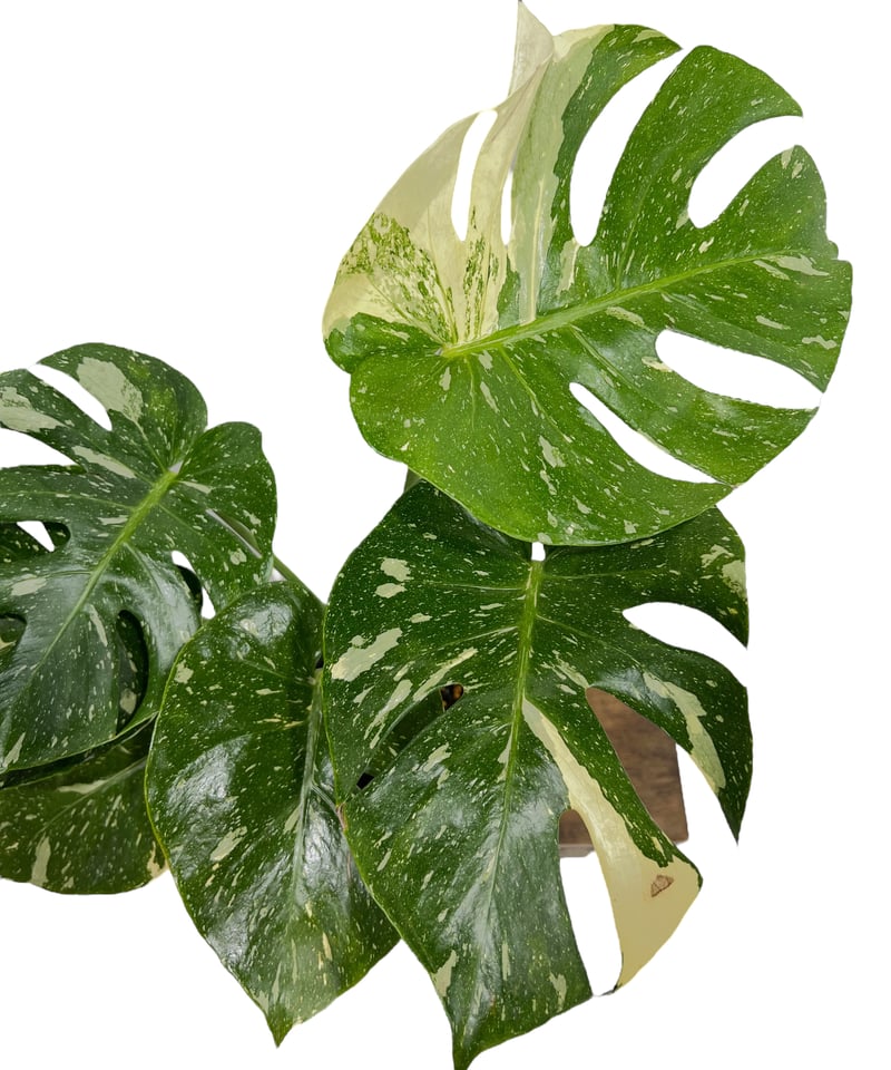 モンステラ タイ コンステレーション 「Monstera deliciosa Thai