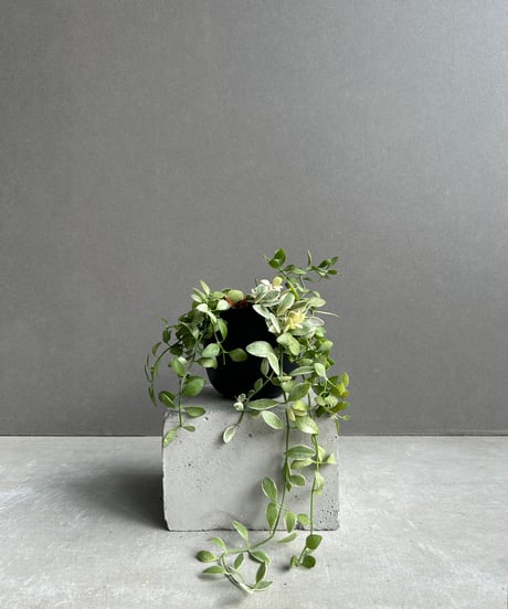 CATEGORY Plants | SHOUCHIKUEN