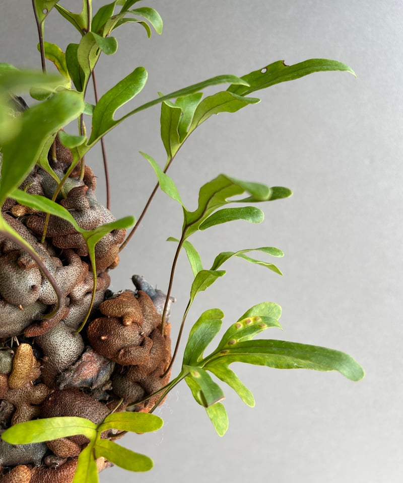 レカノプテリス クルスタセア「Lecanopteris crustacea」62J | SHO