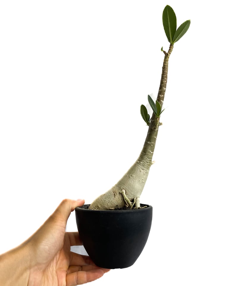 アデニウム タイソコトラナム 「Adenium Thai socotranum」6/8-737