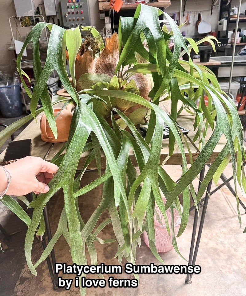 P.willinckii cv.Sumbawense サンバウェンセ ＯＣ Yahoo!オークション - ビカクシダ サンバウェンセ P.Sumbawense コウモ