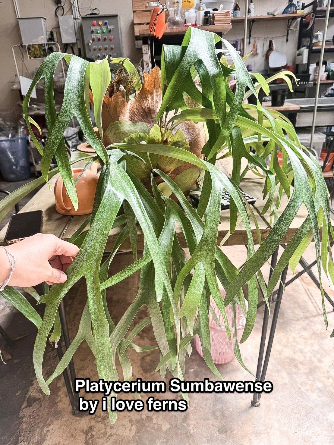 ビカクシダ サンバウェンセ （子株） 「Platycerium Sumbawense (pup