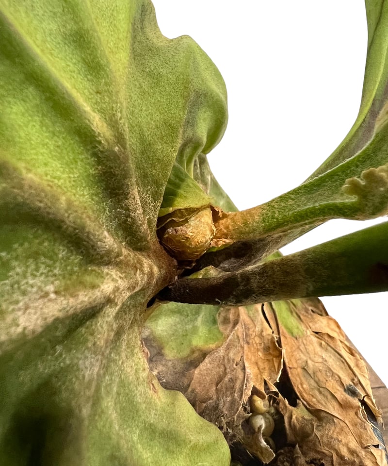 ビカクシダ リドレイ(by ヌクル) 「Platycerium ridleyi (by Nuk