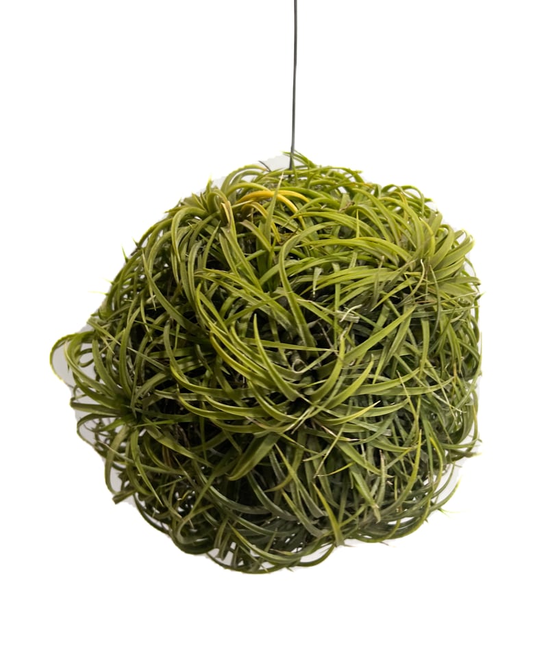 ティランジア イオナンタ ドゥルイド ボールタイプ「Tillandsia