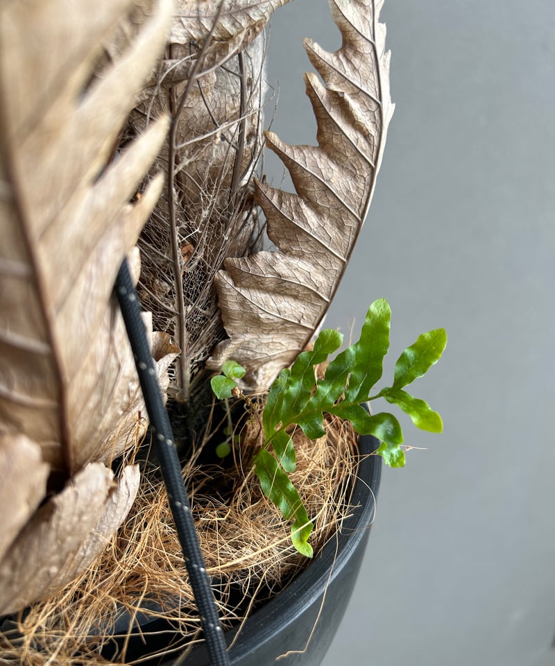 ドリナリア　クエルシフォリア　5号　吊り鉢 ドリナリア：クエルシフォリア 5号吊り鉢** の通販 | 園芸ネット