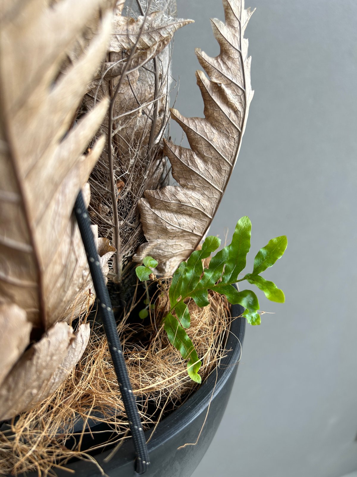 ドリナリア クエルシフォリア E108　ポット苗9個　おすすめ ドリナリア クエルシフォリア E108 ポット苗9個 おすすめ - メルカリ