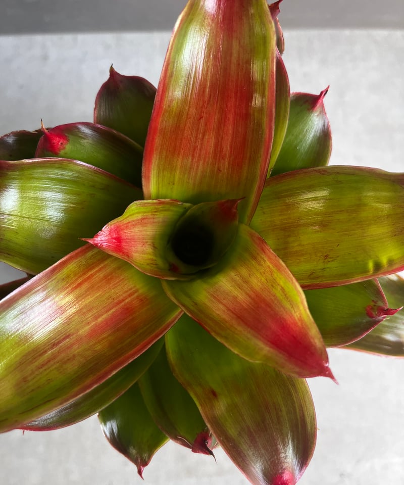 ネオレゲリア メデューサ 「Neoregelia medusa」67Z | SHOUCHIKUEN