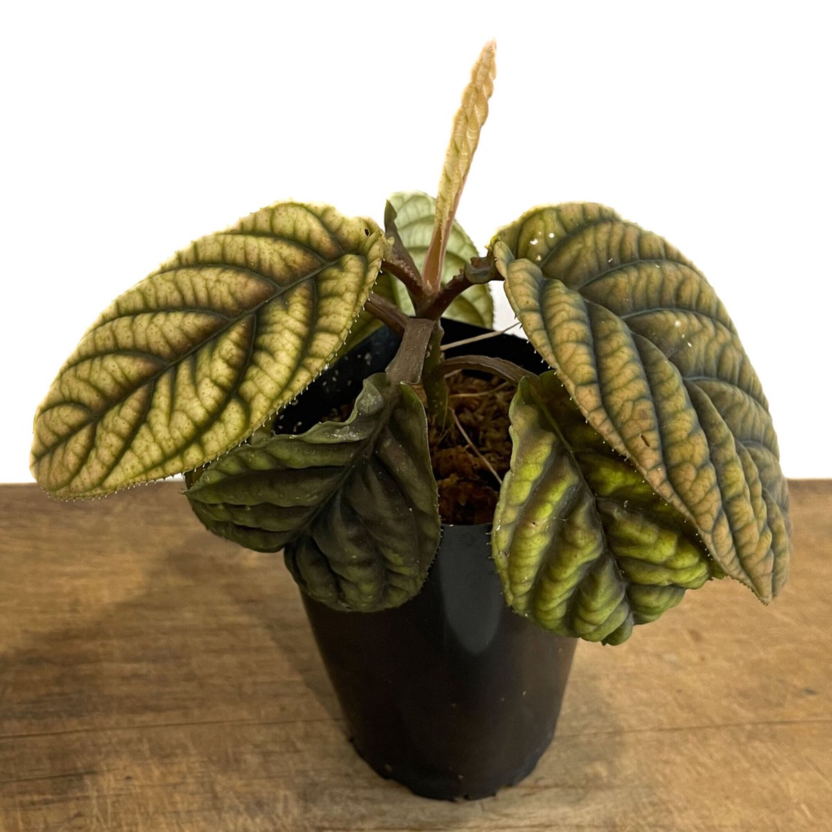 アルディシア ライジングサン Ardisia Rising Sun-