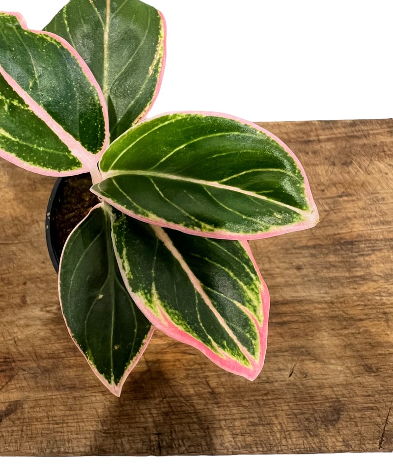 アグラオネマ ロータス デライト 「Aglaonema Lotus Delight」62M |