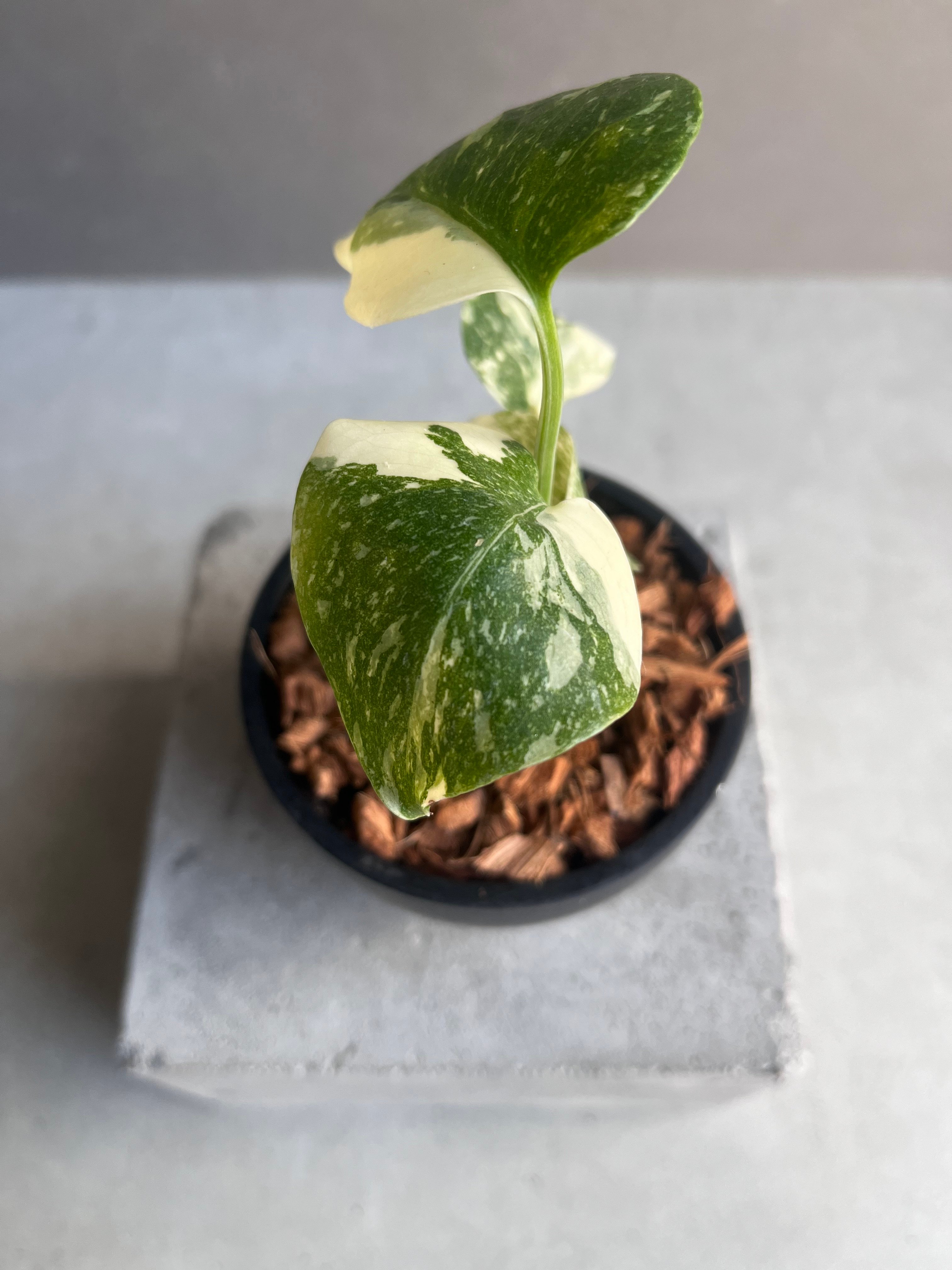 モンステラ タイ コンステレーション クリーム ブリュレ 「Monstera